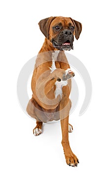 Boxer Dog Shaking Hands
