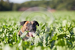 Boxer dog sits in a field of turnips