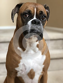 Boxer dog sitting