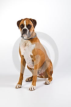 Boxer dog sitting photo