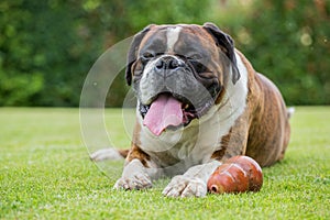 Boxer dog sitting on a green field, Italy