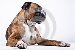 Boxer dog sitting with his ears down