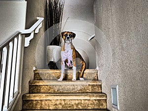 Boxer dog sitting on the indoor stairs of a house