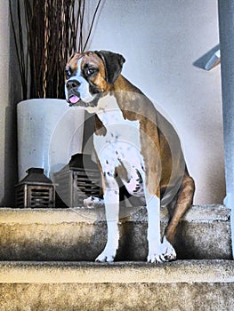 Boxer dog sitting on the indoor stairs of a house