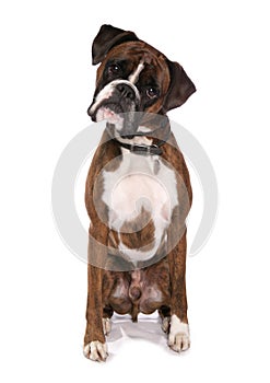 Boxer Dog sitting isolated on a white background