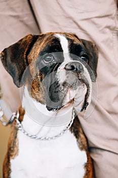 Boxer Dog Sitting near Owner