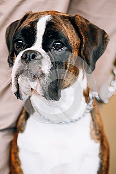 Boxer Dog Sitting near Owner