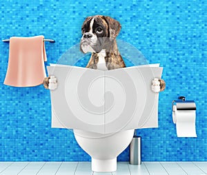 Boxer dog sitting on a toilet seat with digestion problems or constipation reading magazine or newspaper