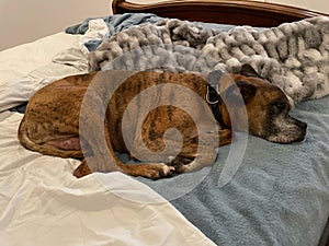 boxer dog sleeping on comfortable bed