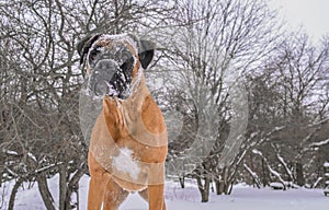 Boxer dog snow portrait