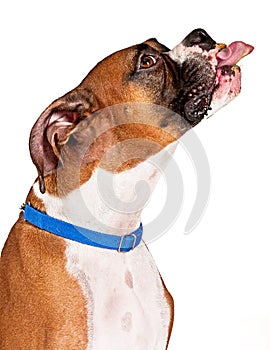 Boxer Dog Sticking Tongue Out With Peanut Butter