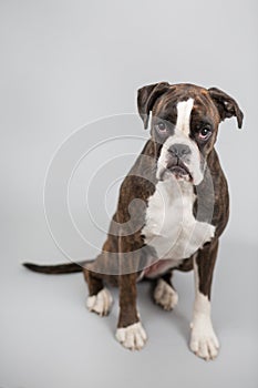 Boxer dog in a studio