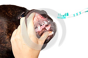 Boxer dog teeth cleaning