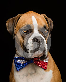 Boxer Dog 4th of July Bowtie photo