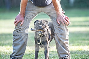 boxer dog Training near his owner legs during the dog obedience course
