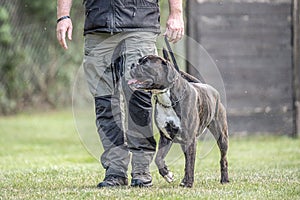 boxer dog Training near his owner legs during the dog obedience course