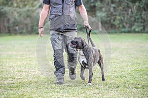 boxer dog Training near his owner legs during the dog obedience course