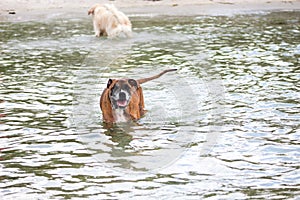 boxer dog wades in the ocean