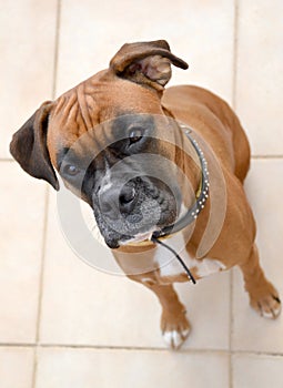 Boxer dog waiting for a treat