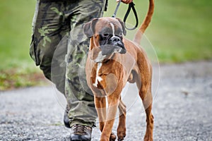 Boxer dog walking with his pet owner outdoors