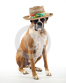 Boxer Dog Wearing a Panama Hat