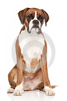 Boxer dog on white background