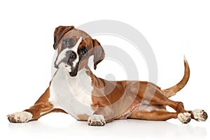 Boxer dog on white background