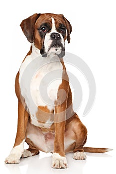 Boxer dog on white background photo