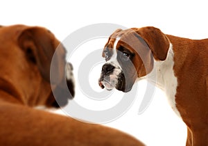 Boxer Dogs