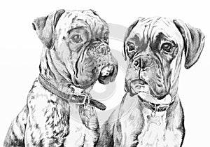 Boxer dogs pencil drawing