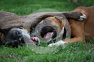 Boxer dogs playing