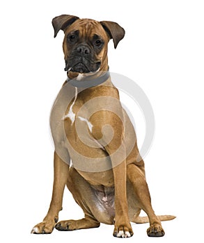 Boxer, in front of white background