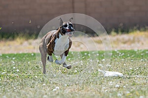 Boxer with his lips flying chasing a lure