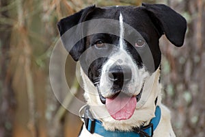 Boxer Lab happy dog tongue, Animal Shelter Portrait