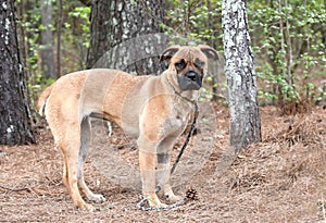 Boxer and Mastiff mix breed dog with black muzzle and docked tail outside on leash photo