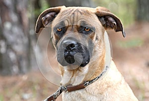 Boxer and Mastiff mix breed dog with black muzzle outside on leash