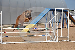 Boxer mix dog jumping over jump