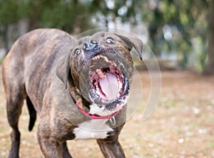 A Boxer mixed breed dog catching a treat