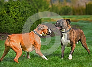 Boxer pair checking each other out HDR