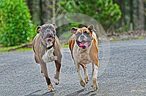 Boxer pair walking towards camera on blacktop HDR