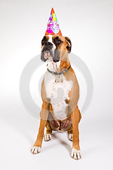 Boxer in a party hat