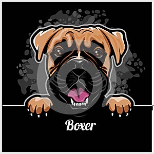 Boxer - Peeking Dogs - breed face head isolated on black