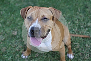 Boxer and Pitbull mix