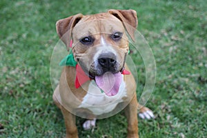 Boxer and Pitbull mix