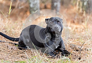 Boxer Pitbull mixed breed puppy laying down