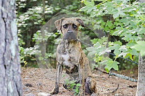 Boxer Plott Hound Pitbull mixed breed dog