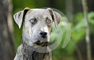 Boxer Plott Hound Pitbull mixed breed dog