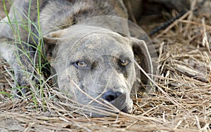 Boxer Plott Hound Pitbull mixed breed dog laying down photo