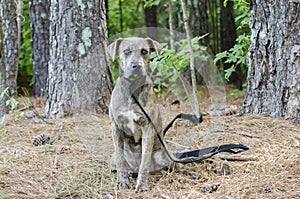 Boxer Plott Hound Pitbull mixed breed dog photo