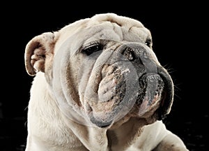 Boxer portrait in dark hoto studio